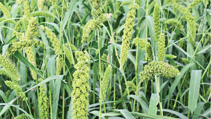 annual_forage_foxtail_Millet_thumb.jpg